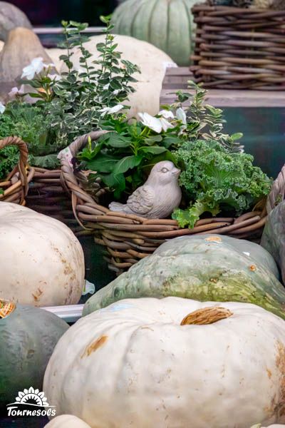 Panier de potirons et de coloquintes colorés en jardinerie, parfaits pour la décoration automnale.